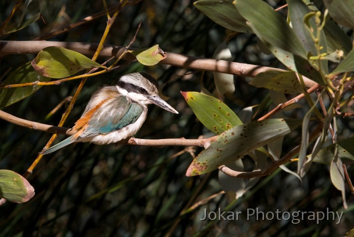 Larapinta_20080616_682 copy.jpg - Red-backed Kingfisher  (Todiramphus pyrrhopygia) , Alice Springs Desert Park